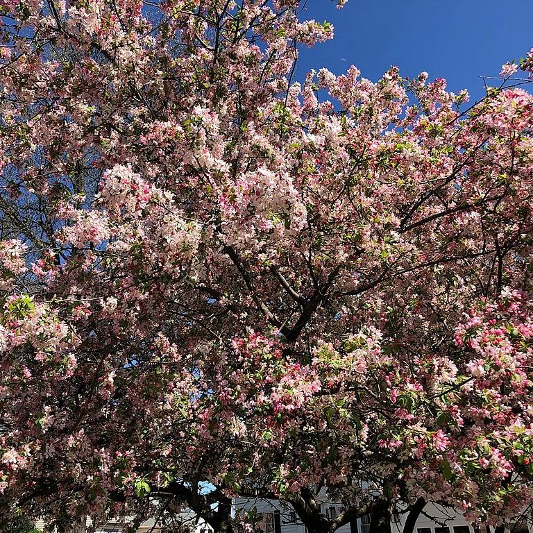 Malus angustifolia ~ Southern Crabapple-ServeScape