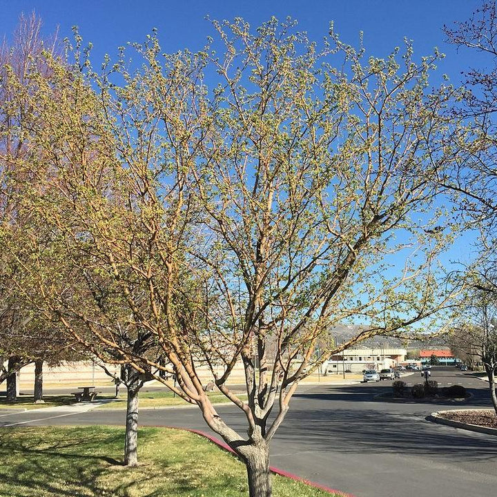 Malus angustifolia ~ Southern Crabapple-ServeScape