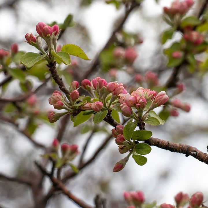 Malus angustifolia ~ Southern Crabapple-ServeScape