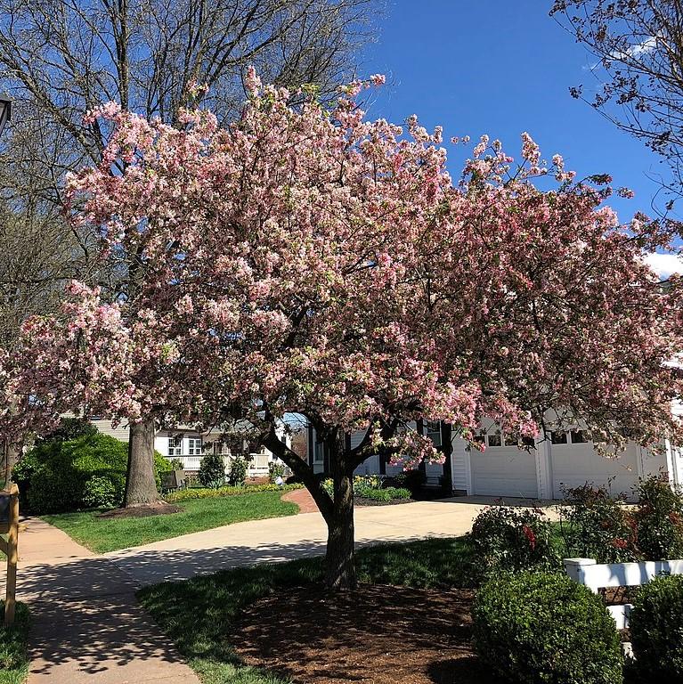 Malus angustifolia ~ Southern Crabapple-ServeScape