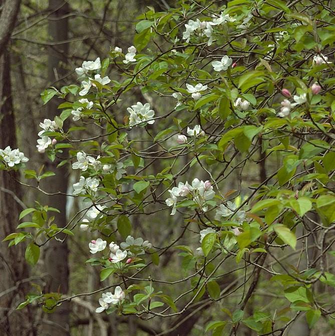 Malus coronaria ~ Sweet Crabapple-ServeScape