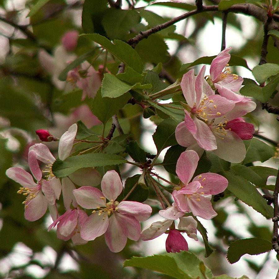 Malus coronaria ~ Sweet Crabapple-ServeScape