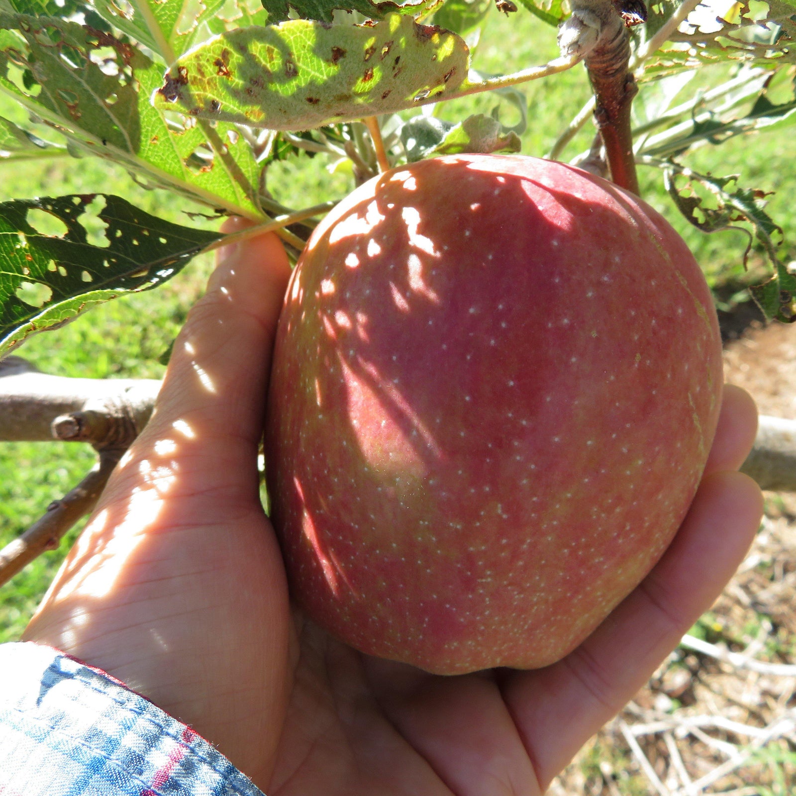 Malus domestica 'Anna' ~ Anna Apple - Delivered By ServeScape