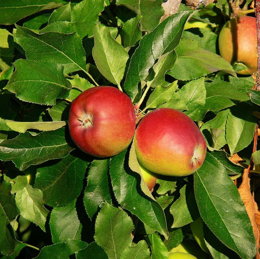 Malus domestica 'Gala' ~ Gala Apple-ServeScape