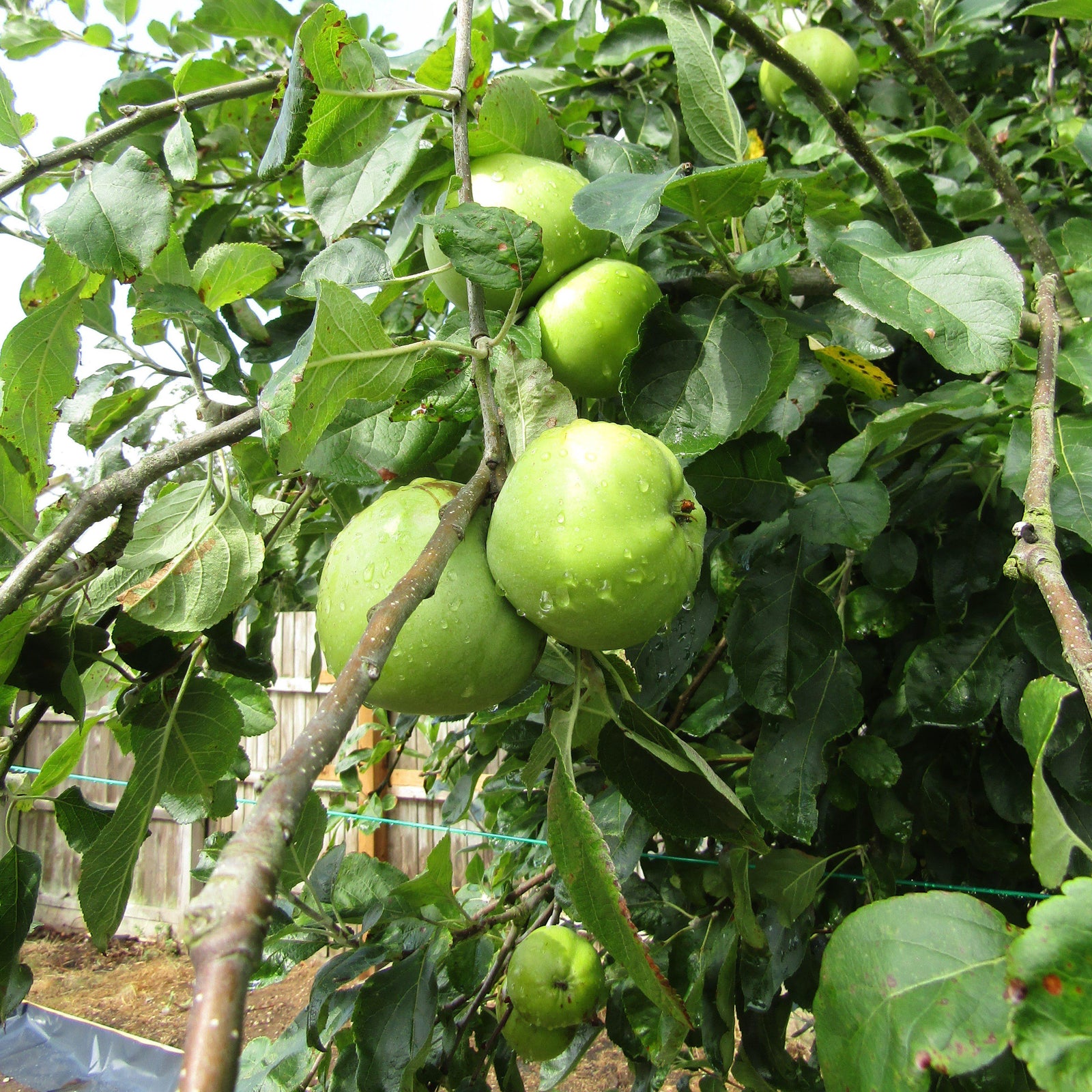 Malus domestica 'Granny Smith' ~ Granny Smith Apple - Delivered By ServeScape