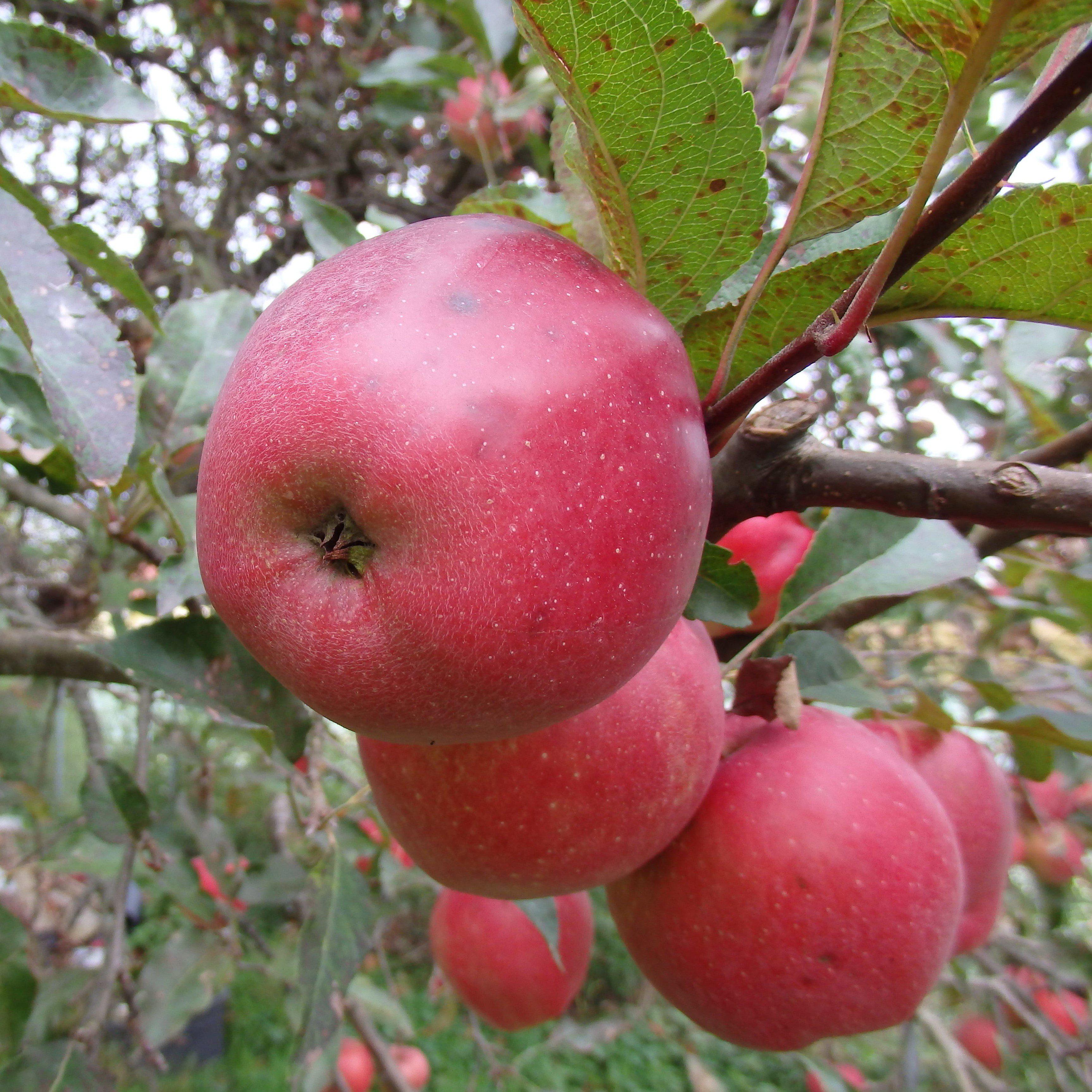 Malus domestica 'Red Delicious' (Red Delicious Apple)