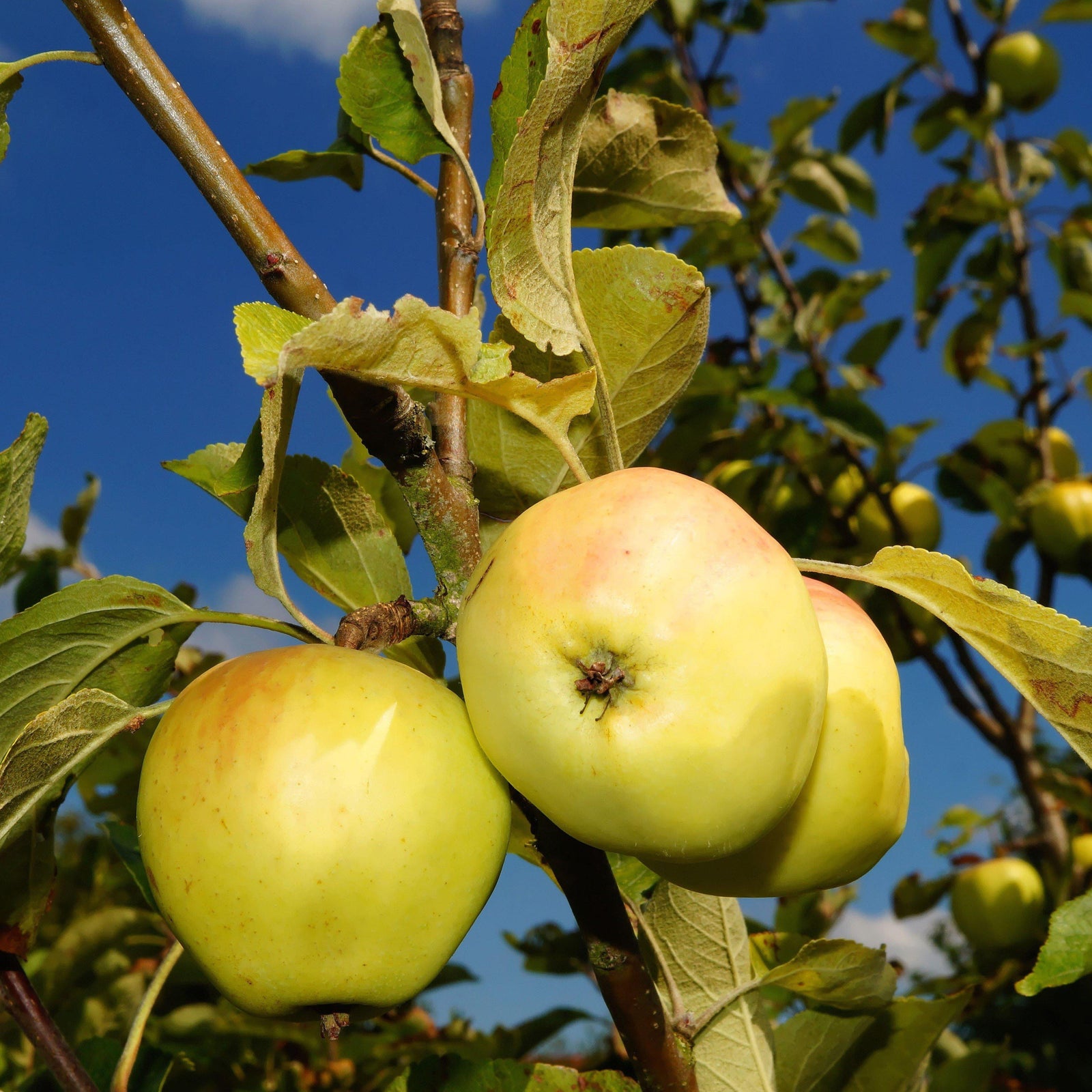 Malus domestica 'Yellow Delicious' ~ Yellow Delicious Apple - Delivered By ServeScape