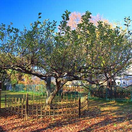Malus pumila ~ Common Apple-ServeScape