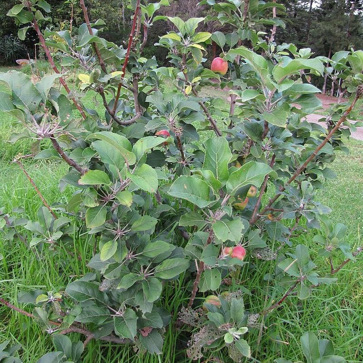 Malus pumila ~ Common Apple-ServeScape