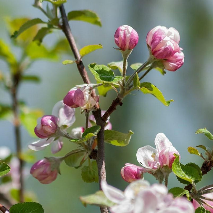 Malus pumila ~ Common Apple-ServeScape