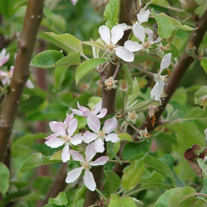 Malus pumila ~ Common Apple-ServeScape