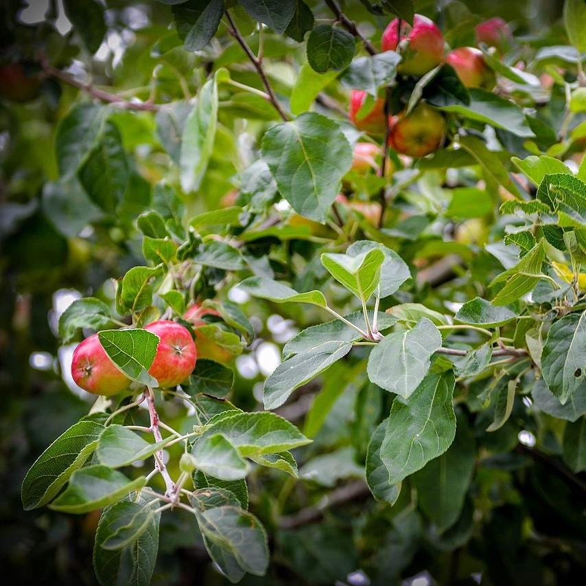 Malus pumila ~ Common Apple-ServeScape