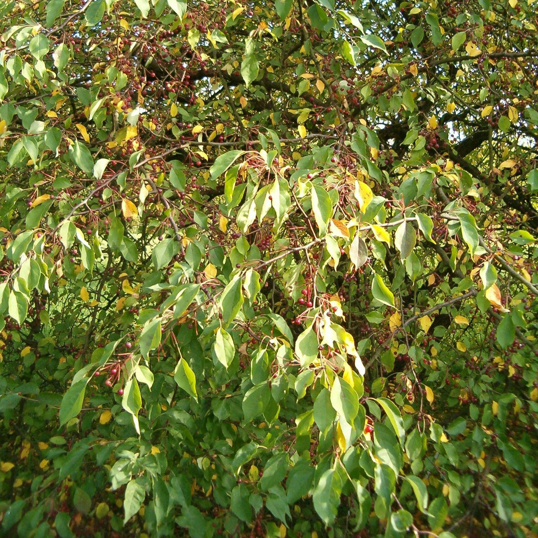 Malus baccata var. mandshuria ~ Manchurian Crabapple-ServeScape