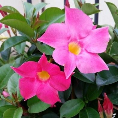 Mandevilla sanderii ~ Dipladenia Plant-ServeScape