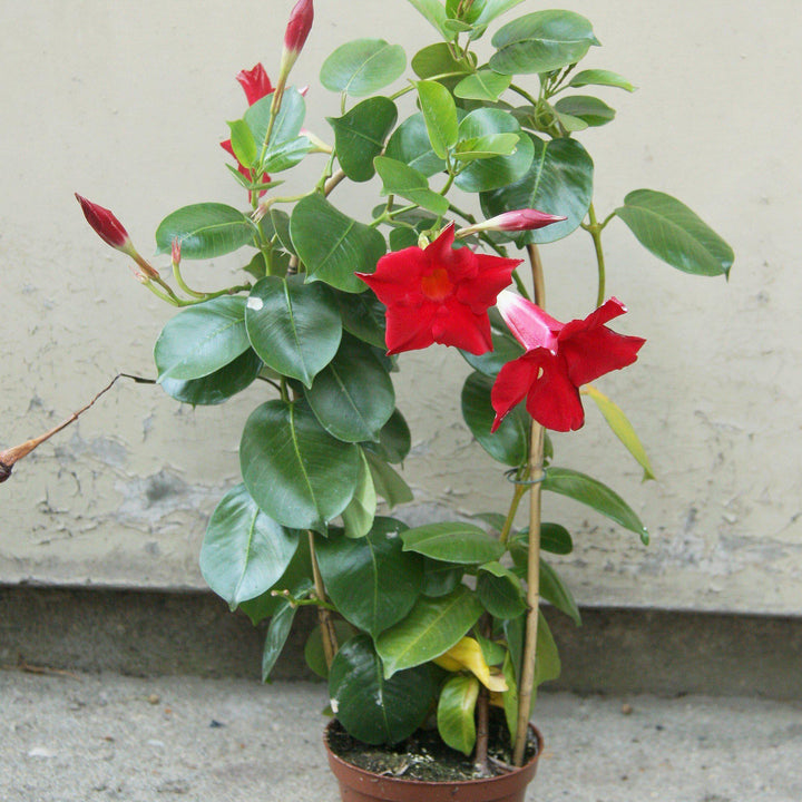 Mandevilla sanderii ~ Dipladenia Plant-ServeScape