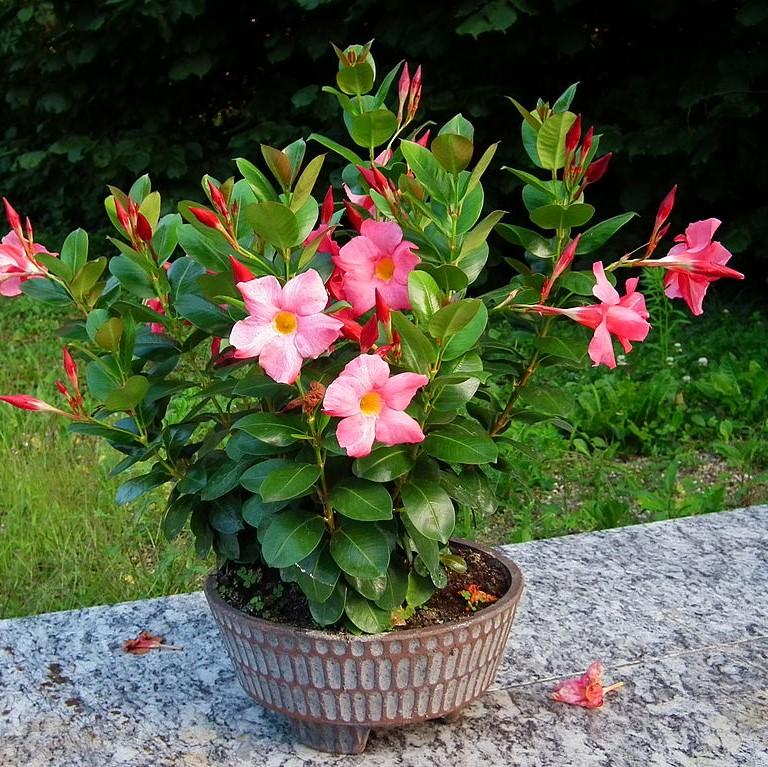 Mandevilla sanderii ~ Dipladenia Plant-ServeScape
