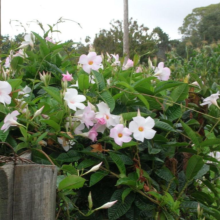 Mandevilla sp~ Rocktrumpet, Mandevilla Vine-ServeScape