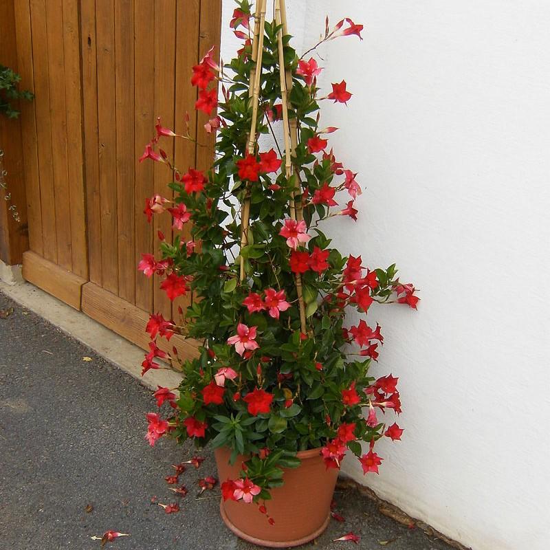 Mandevilla sp~ Rocktrumpet, Mandevilla Vine-ServeScape
