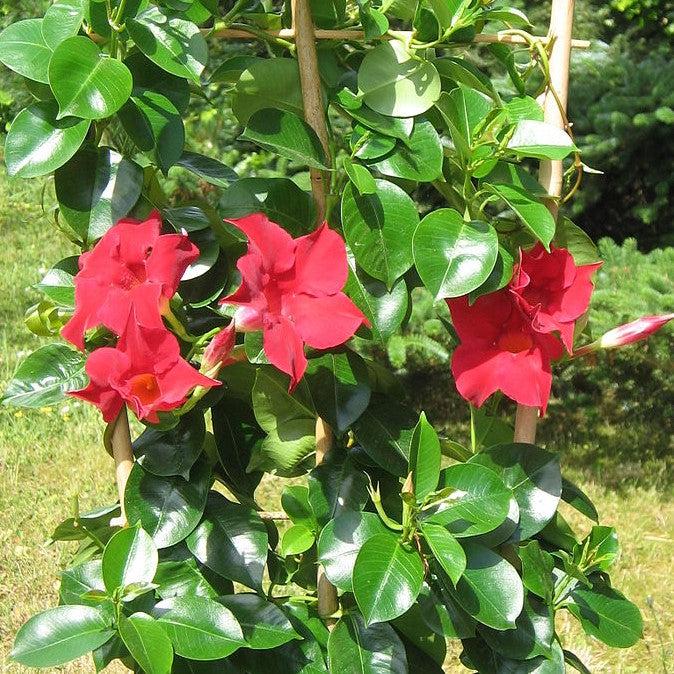 Mandevilla x 'Sunmandecrim' PP #15,539~ Sun Parasol® Crimson Mandevilla-ServeScape