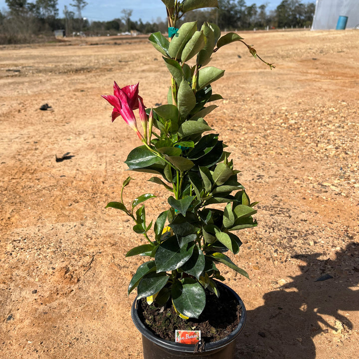 Mandevilla x 'Sunmandecrim' PP #15,539~ Sun Parasol® Crimson Mandevilla-ServeScape