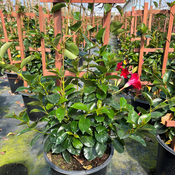 Mandevilla x 'Sunmandecrim' PP #15,539~ Sun Parasol® Crimson Mandevilla-ServeScape