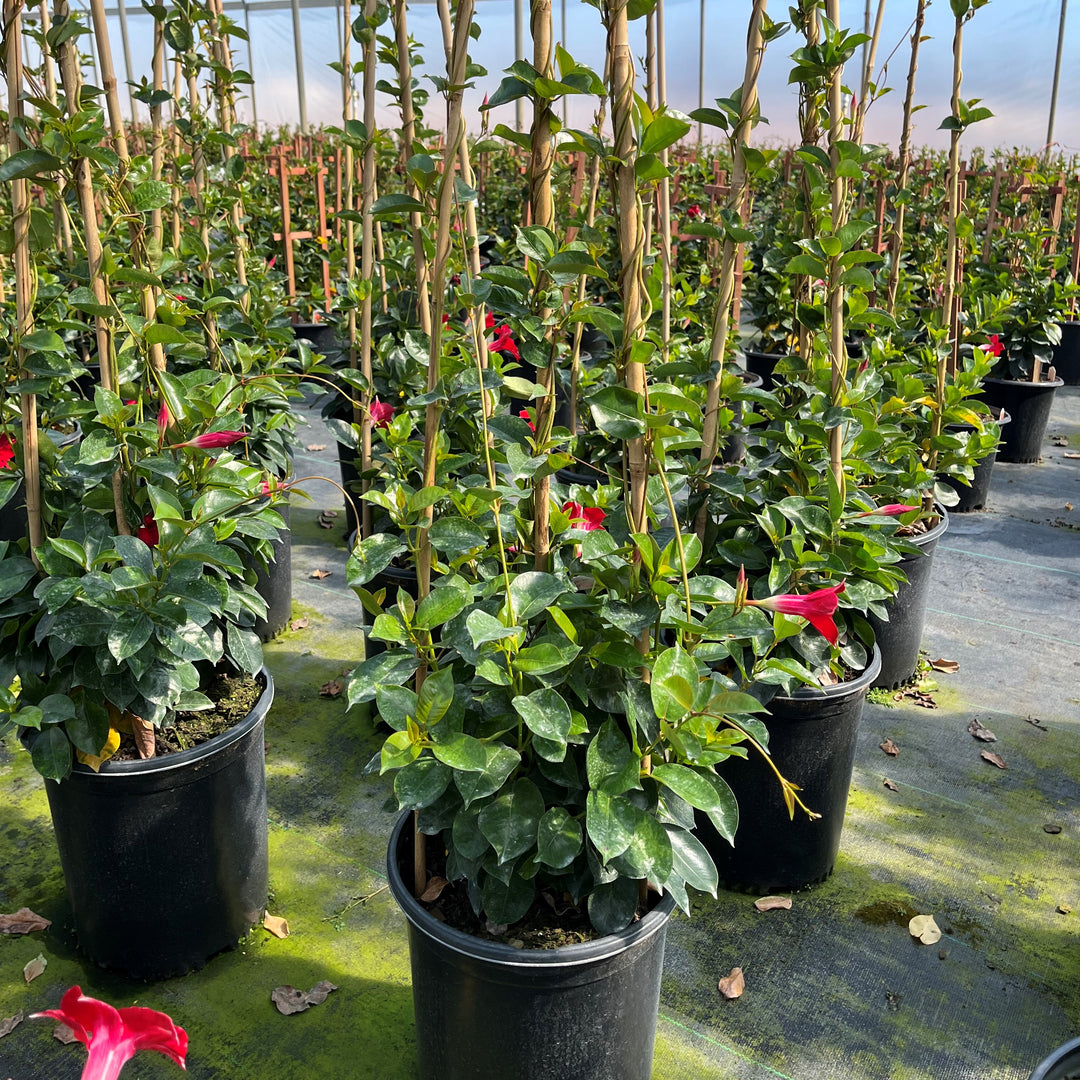 Mandevilla x 'Sunmandecrim' PP #15,539~ Sun Parasol® Crimson Mandevilla-ServeScape