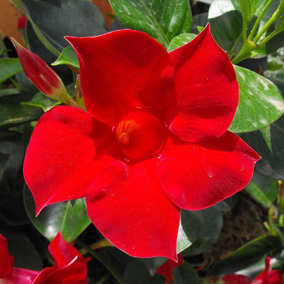 Mandevilla x 'Sunmandecrim' PP #15,539~ Sun Parasol® Crimson Mandevilla-ServeScape