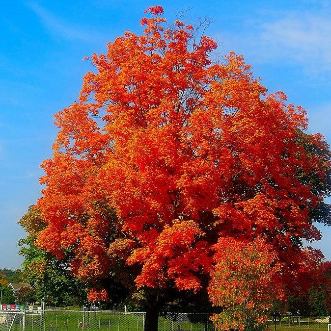 Acer truncatum 'WF-ATI’ PP 20109 ~ Main Street® Shantung Maple-ServeScape