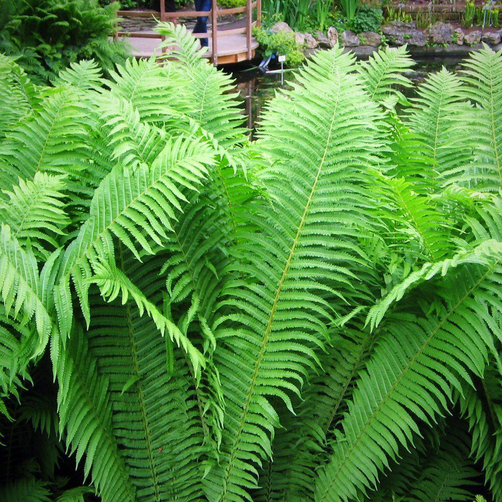 Matteuccia struthiopteris ~ Ostrich Fern - Delivered By ServeScape