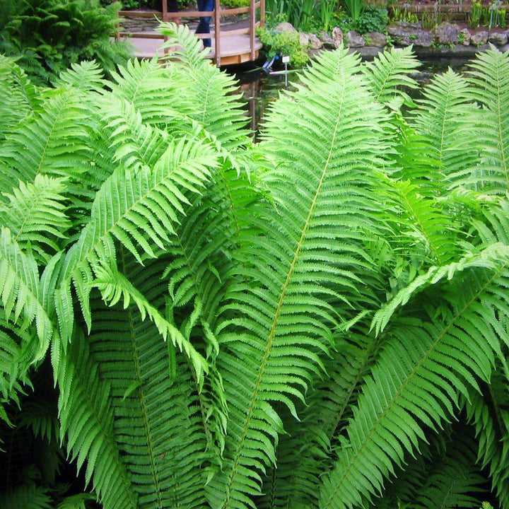 Matteuccia struthiopteris ~ Ostrich Fern - Delivered By ServeScape