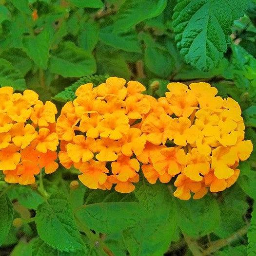 Lantana camara 'Premier Mix' ~ Premier Mix Lantana-ServeScape