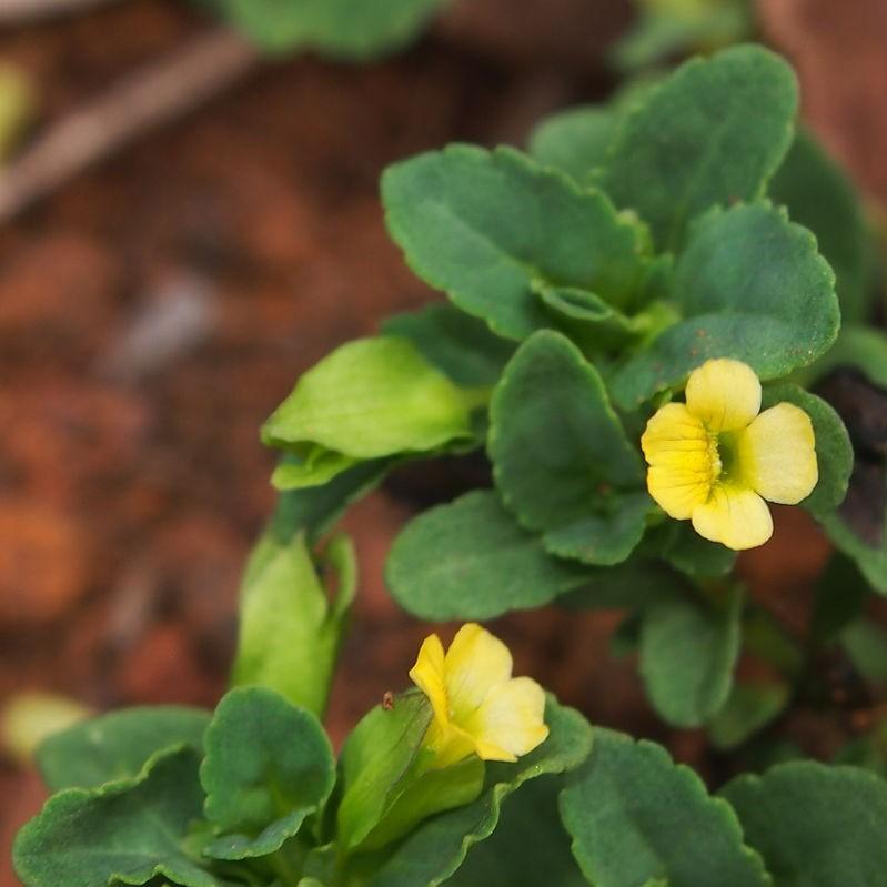 Mecardonia grandiflora 'Garden Freckles' ~ Garden Freckles™ Axilflower-ServeScape