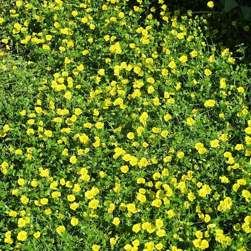 Mecardonia grandiflora 'Garden Freckles' ~ Garden Freckles™ Axilflower-ServeScape