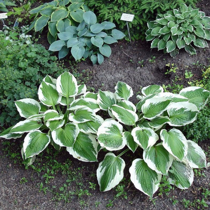 Hosta 'Robert Frost' ~ Robert Frost Hosta-ServeScape