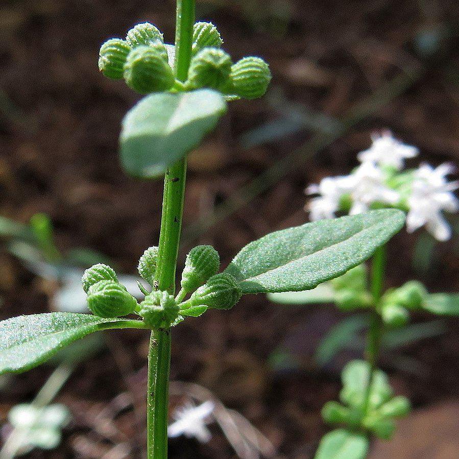 Meehania cordata ~ Meehan's mint - Delivered By ServeScape