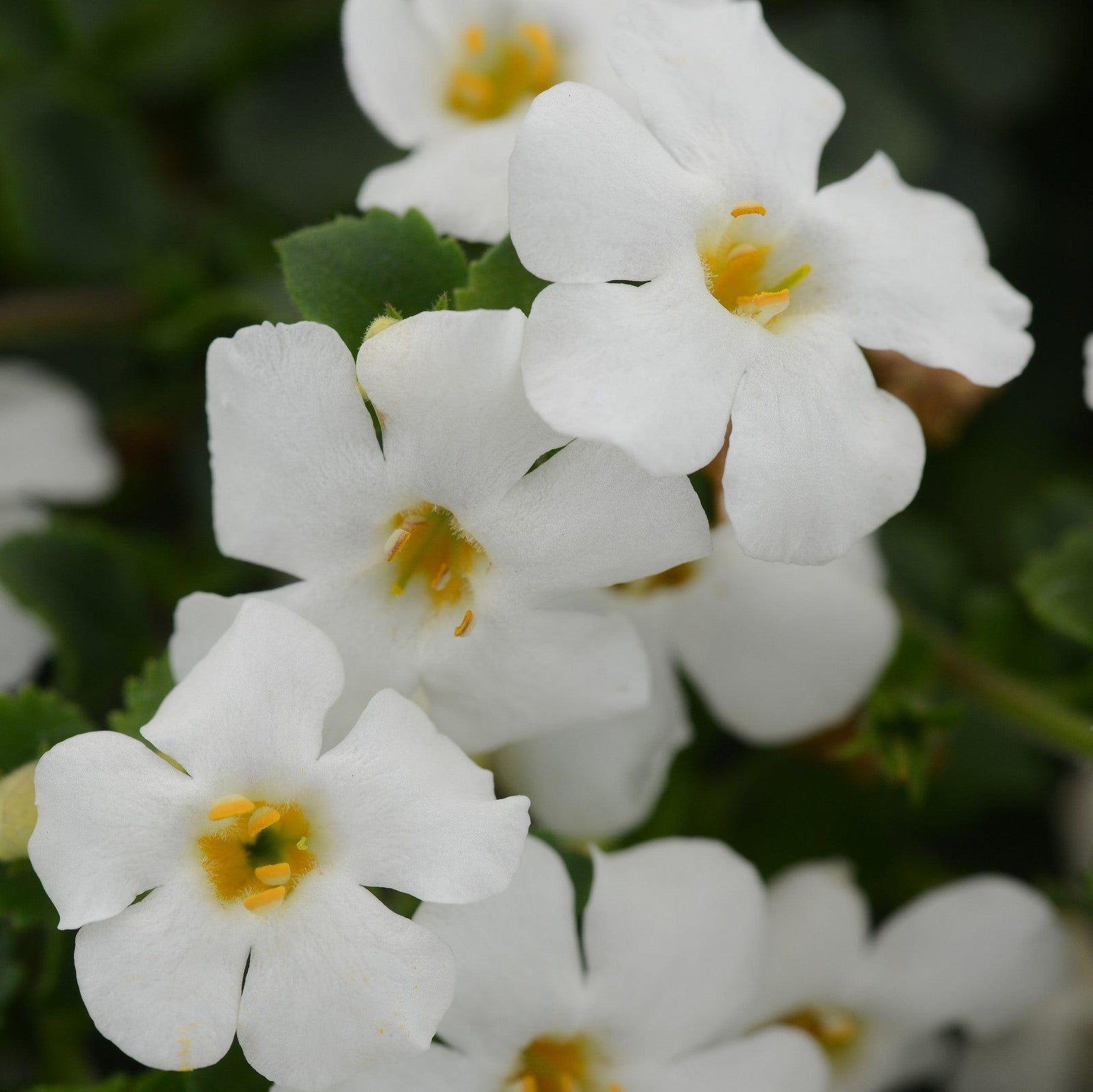 Sutera cordata 'Balmecowite'~ MegaCopa™ White Bacopa-ServeScape