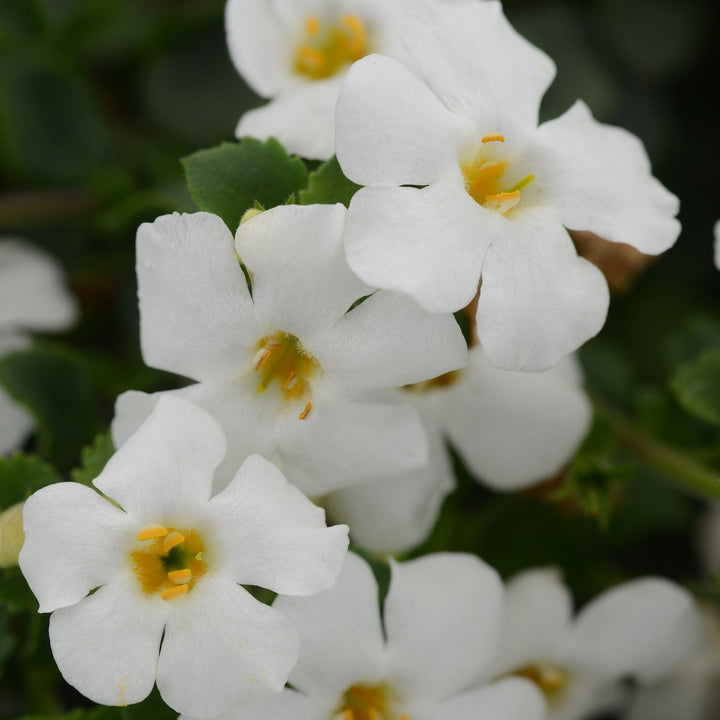 Sutera cordata 'Balmecowite'~ MegaCopa™ White Bacopa-ServeScape