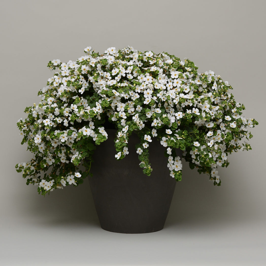 Sutera cordata 'Balmecowite'~ MegaCopa™ White Bacopa-ServeScape