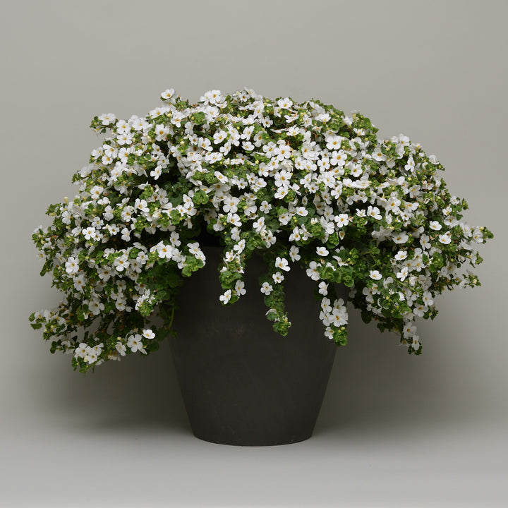 Sutera cordata 'Balmecowite'~ MegaCopa™ White Bacopa-ServeScape