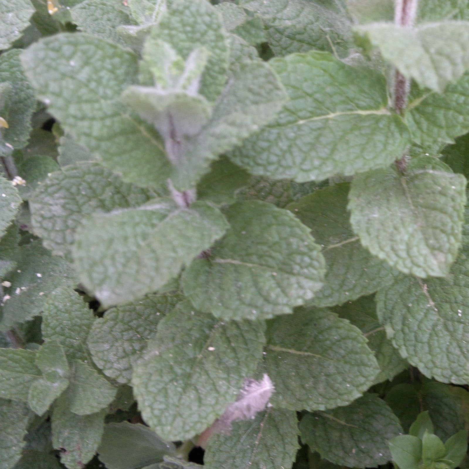 Mentha piperita ~ Peppermint - Delivered By ServeScape