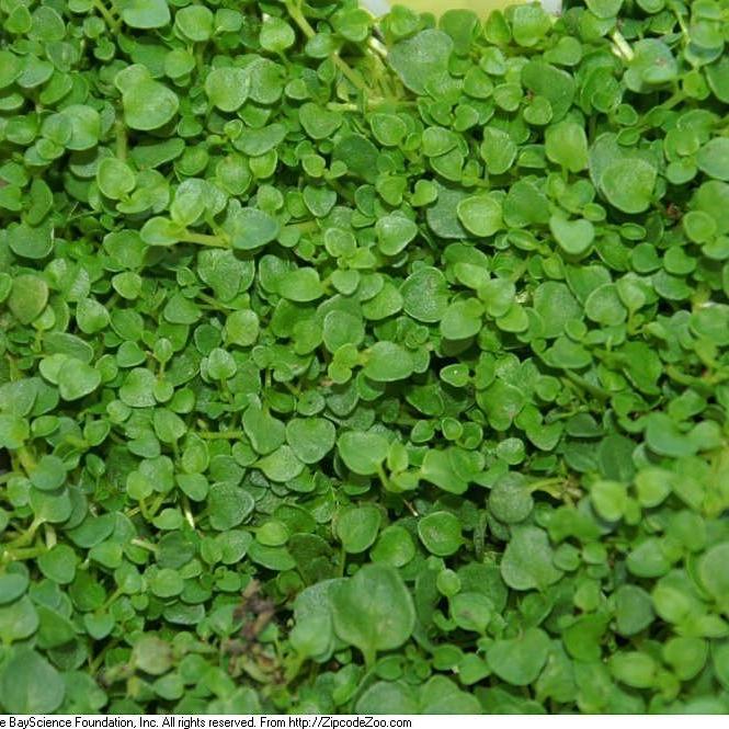 Mentha requienii ~ Corsican mint - Delivered By ServeScape