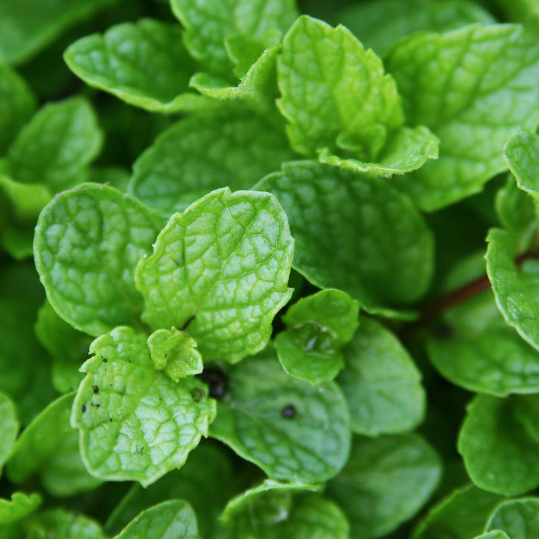 Mentha spicata 'Kentucky Colonel' ~ Kentucky Colonel Spearmint - Delivered By ServeScape