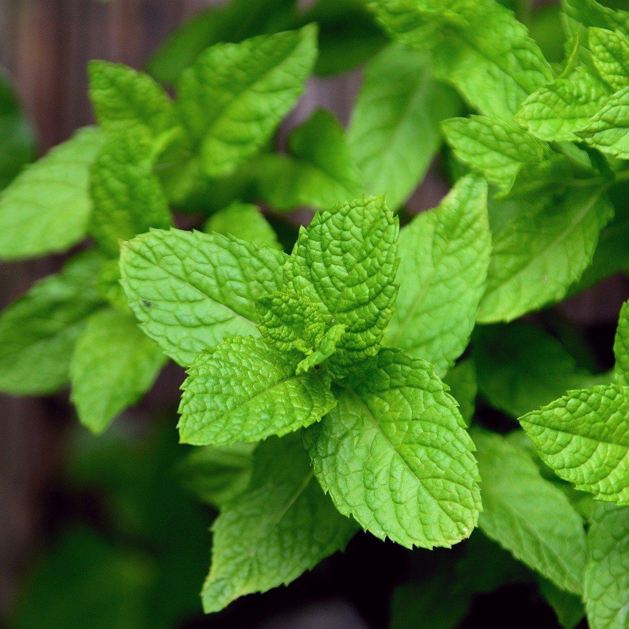 Mentha x villosa ' Mojito' ~ Mojito Peppermint - Delivered By ServeScape