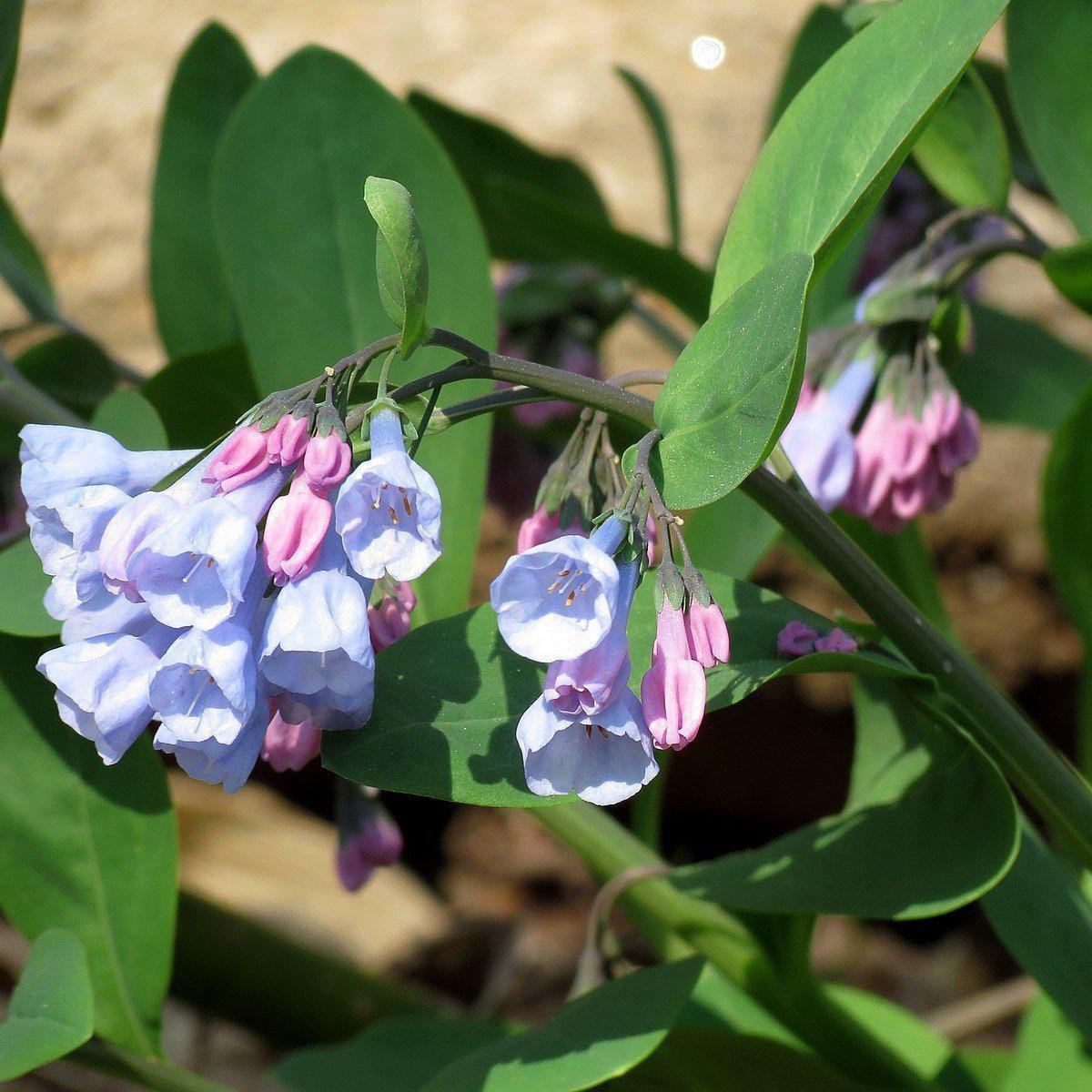 Mertensia virginica ~ Virginia bluebells - Delivered By ServeScape