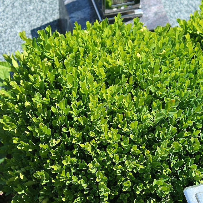 Buxus microphylla 'FWBM01'~ Winterstar™ Boxwood-ServeScape