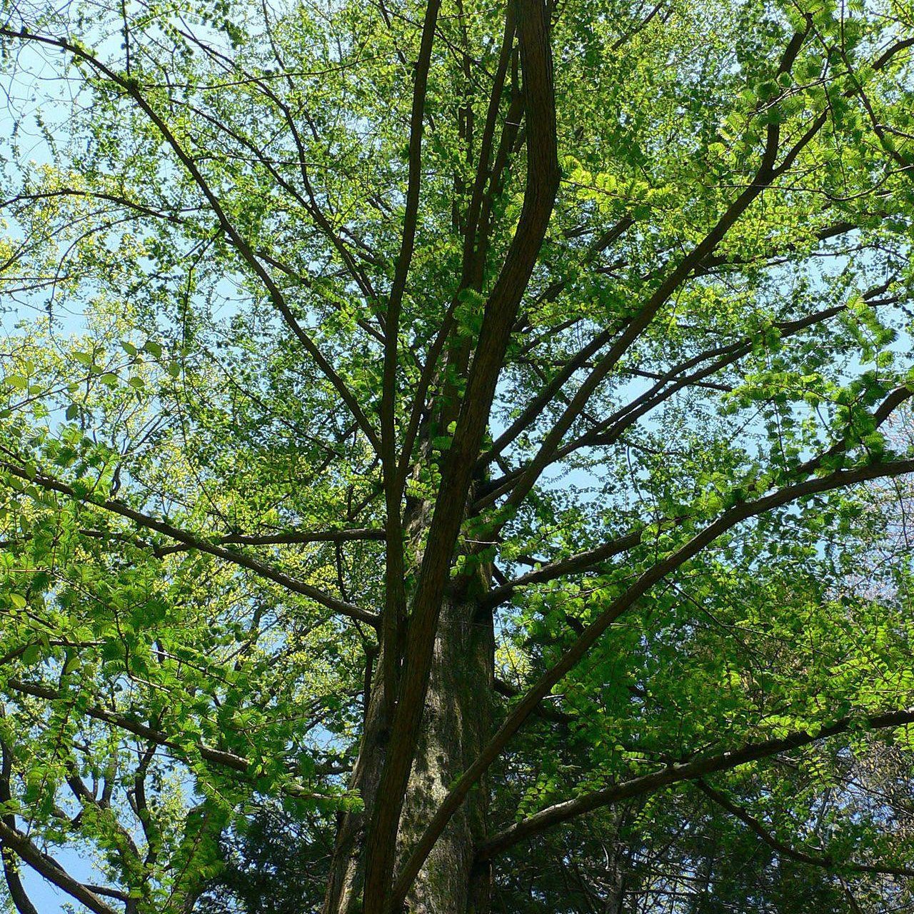 Metasequoia glyptostroboides ~ Dawn Redwood - Delivered By ServeScape