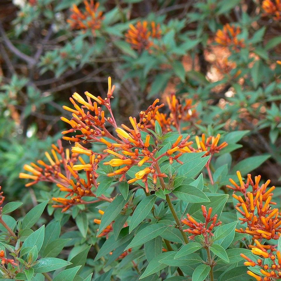 Hamelia patens 'Firefly' ~ Firefly Firebush-ServeScape