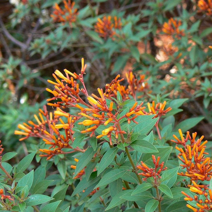 Hamelia patens 'Firefly' ~ Firefly Firebush-ServeScape