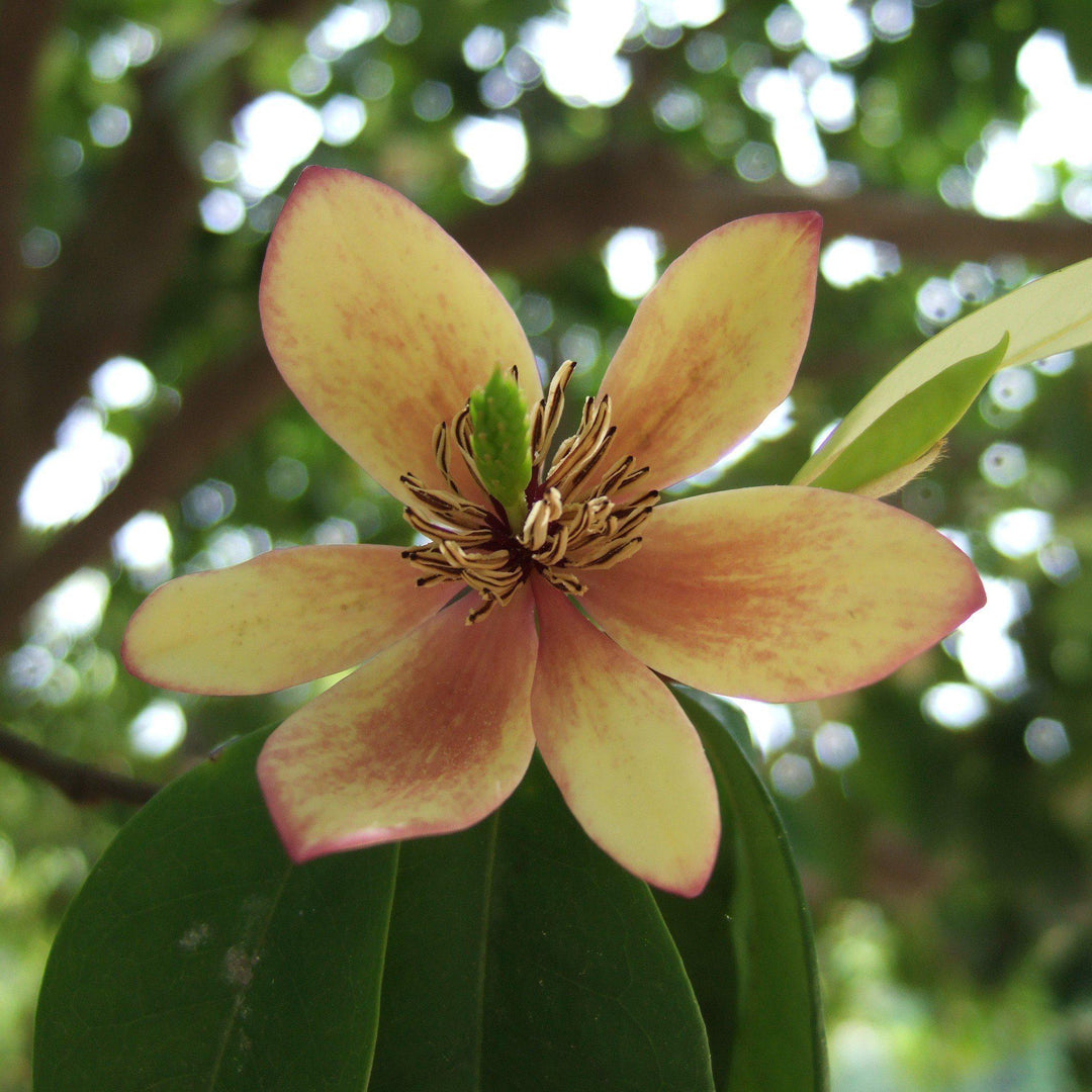 Michelia figo ~ Banana Shrub - Delivered By ServeScape