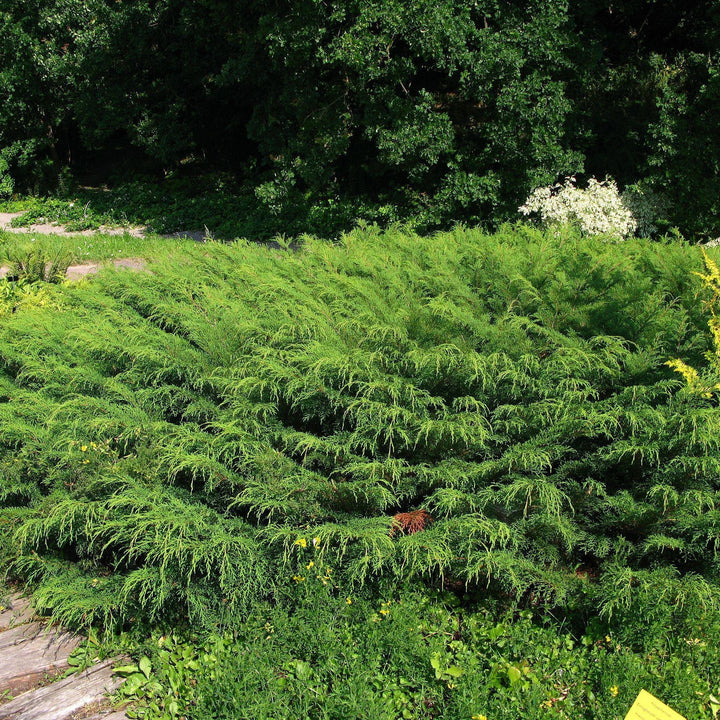 Microbiota decussata ~ Siberian Cypress - Delivered By ServeScape
